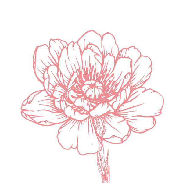 大馬士革薔薇 示意圖